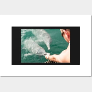 Hand Feeding the Dolphins Posters and Art